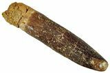 Fossil Sauropod Dinosaur (Titanosaur) Tooth - Morocco #267292-1